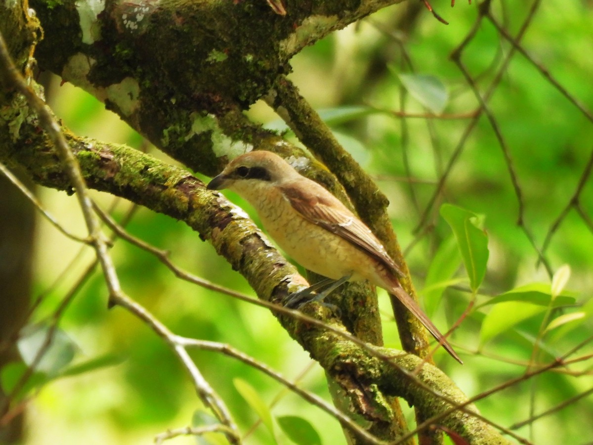 Brown Shrike - Inuka Abayaratna