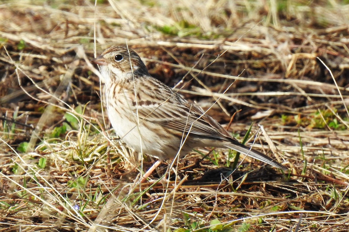 Vesper Sparrow - ML617309952