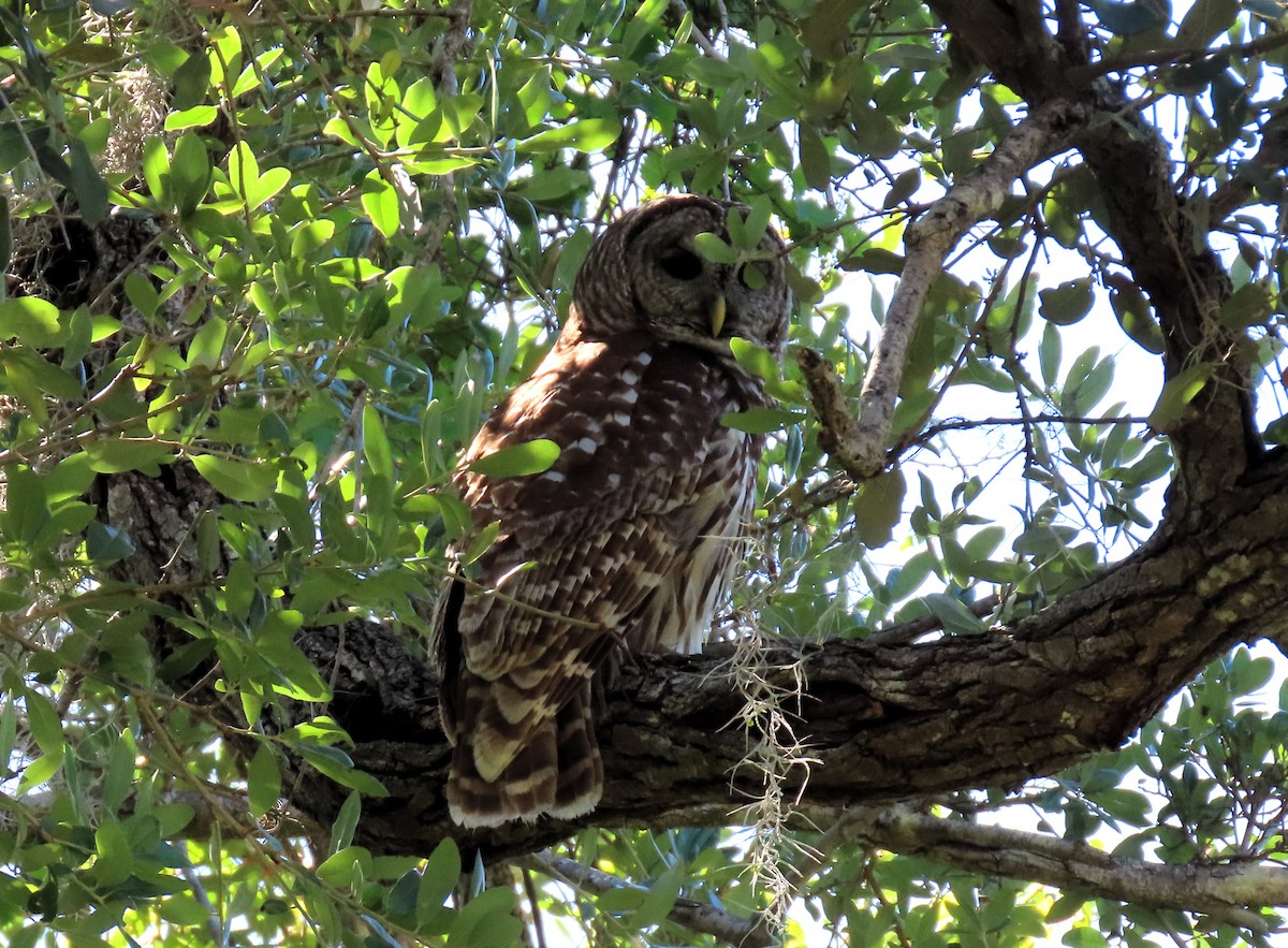 Barred Owl - ML617309981