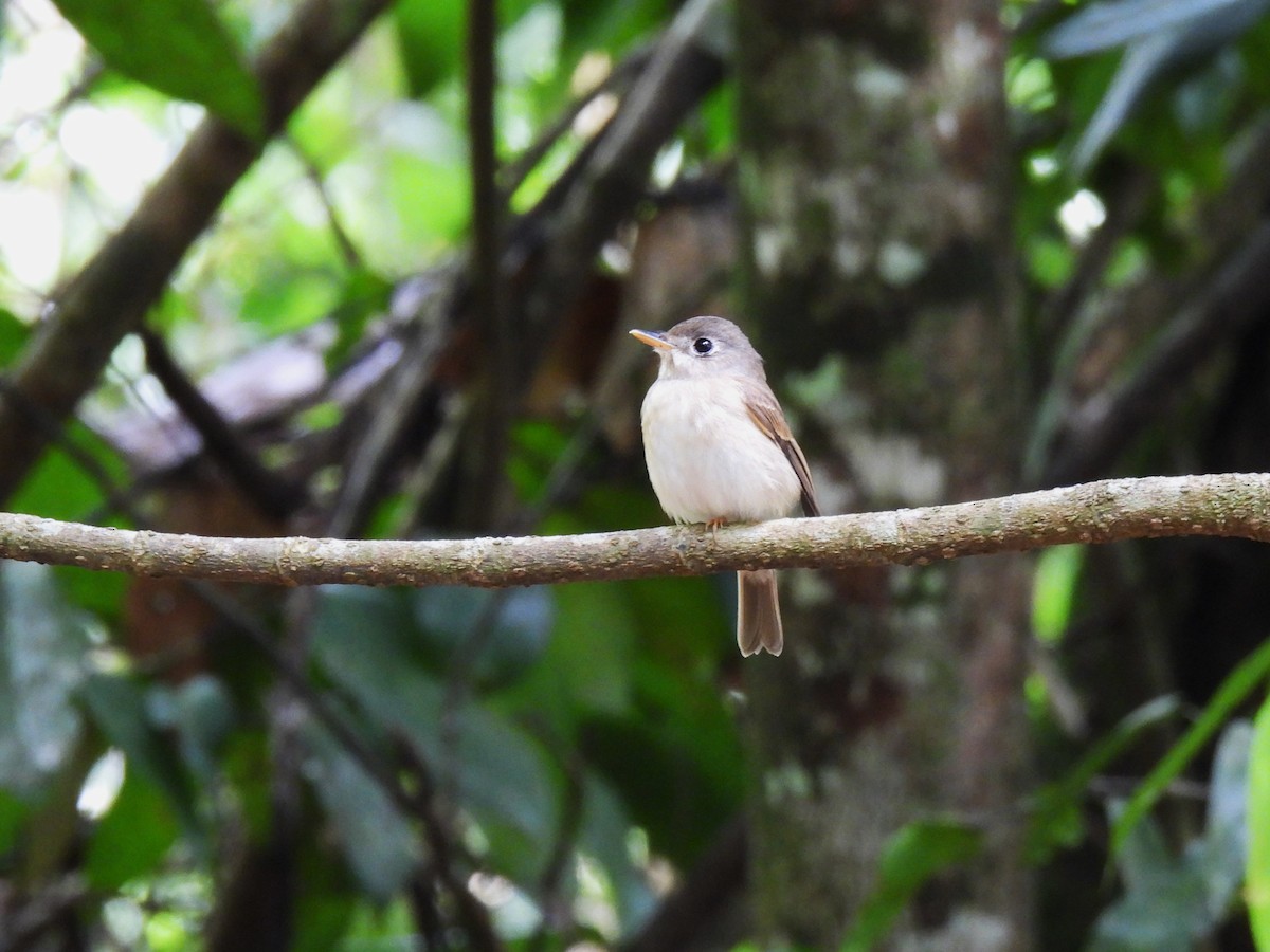 Brown-breasted Flycatcher - Inuka Abayaratna