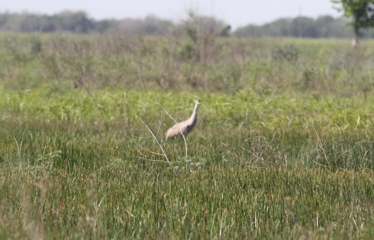 Sandhill Crane - ML617309989