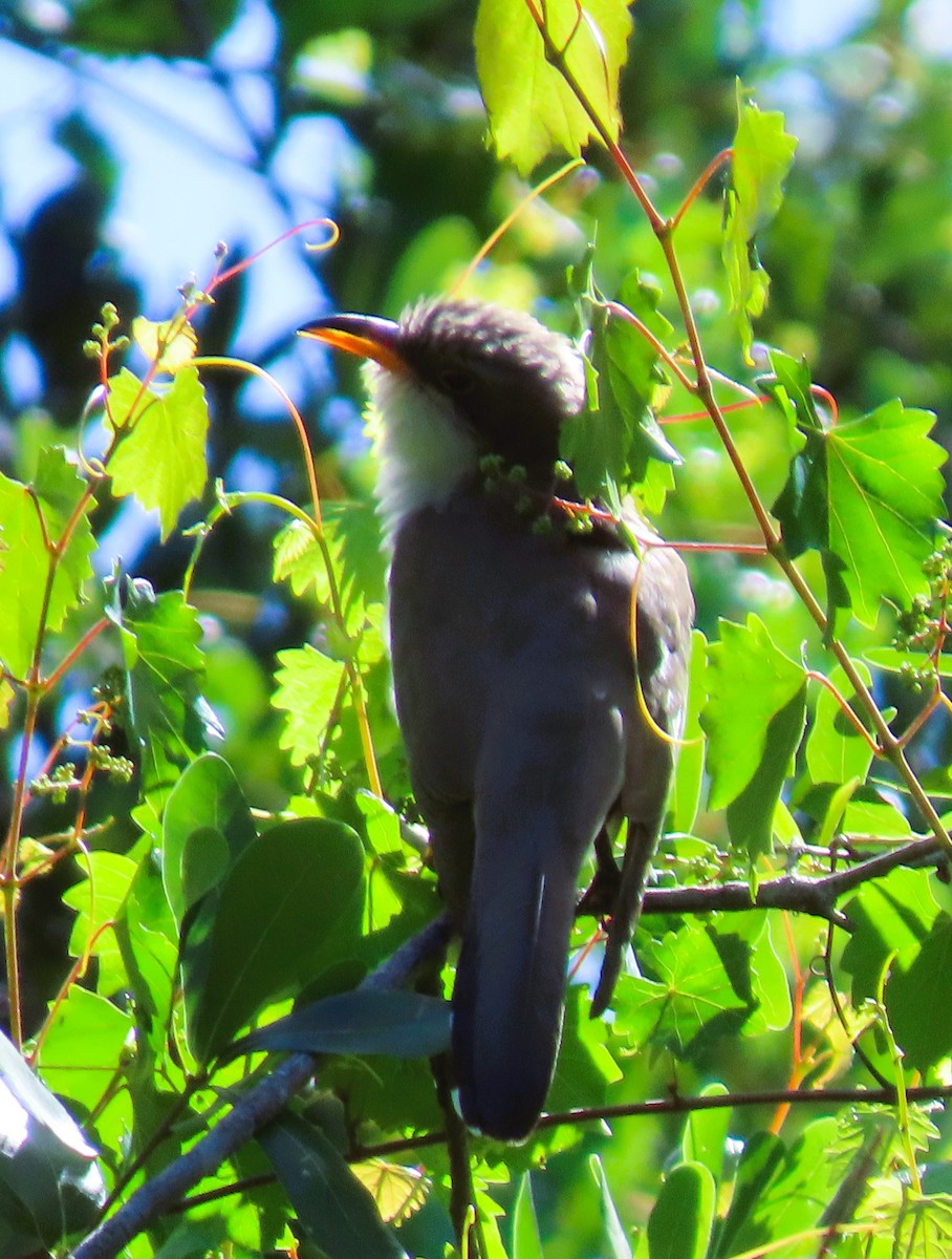 Yellow-billed Cuckoo - ML617310000