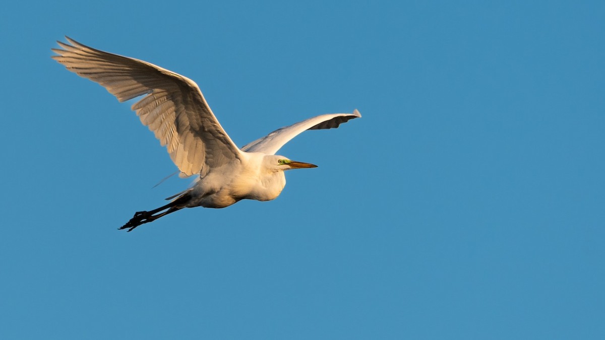Great Egret - Hunter Griffey