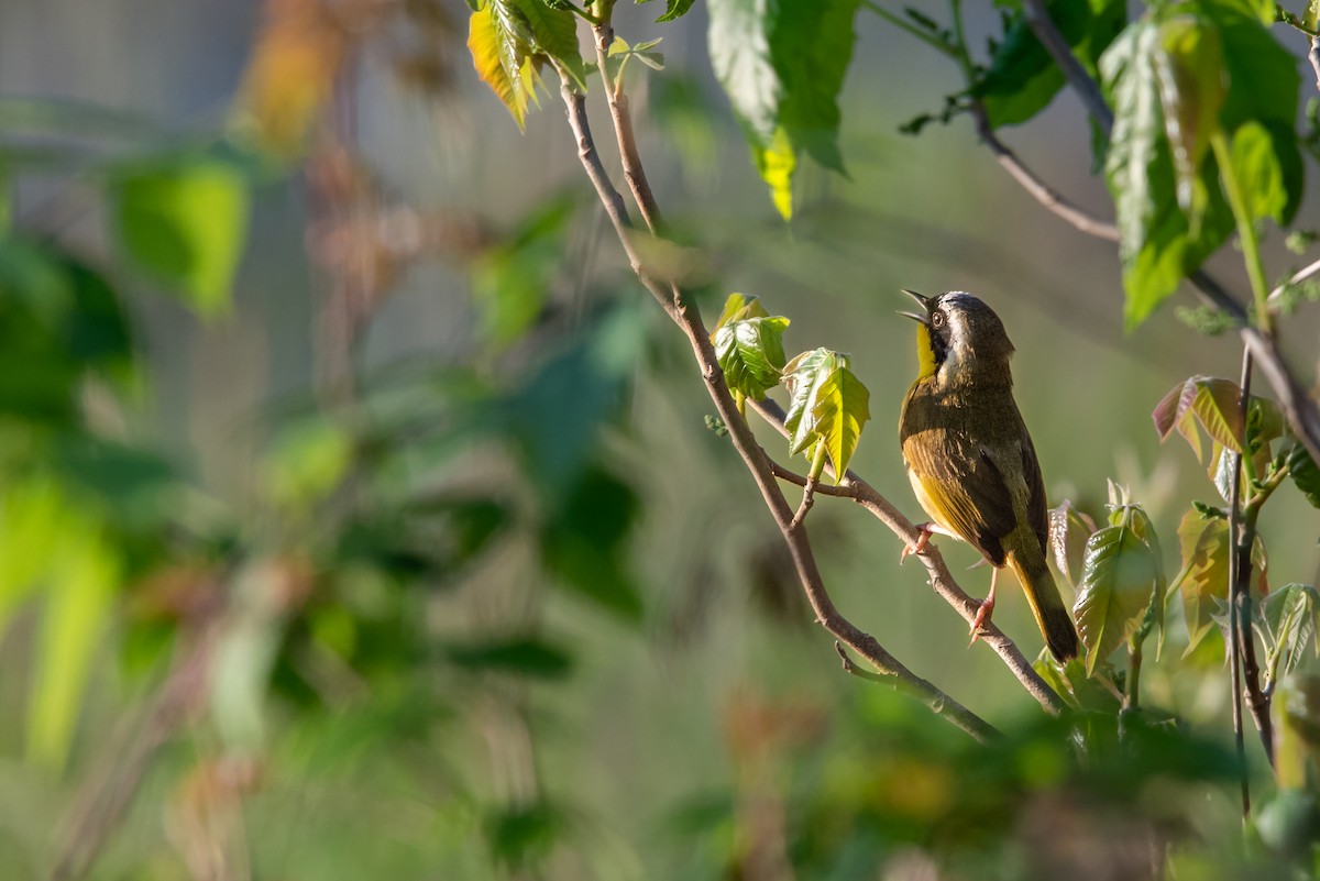 Common Yellowthroat - Hunter Griffey