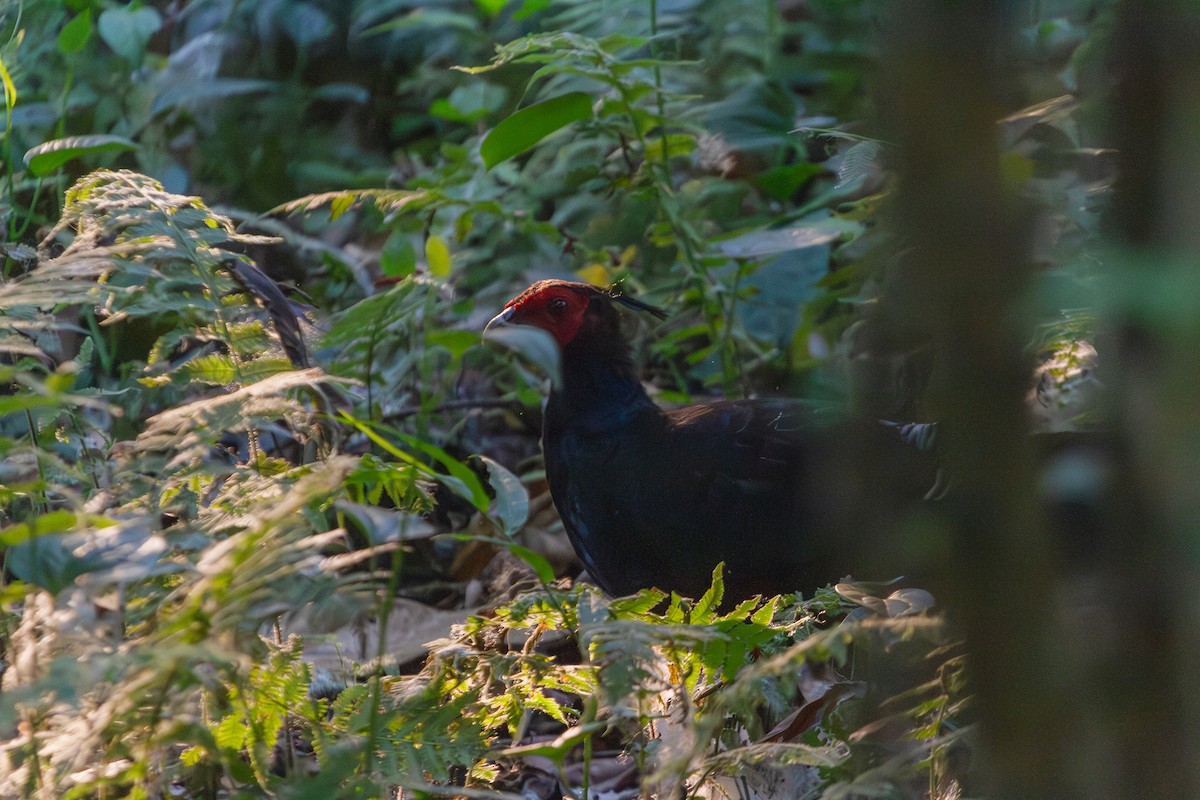 Kalij Pheasant - Mark Maddock