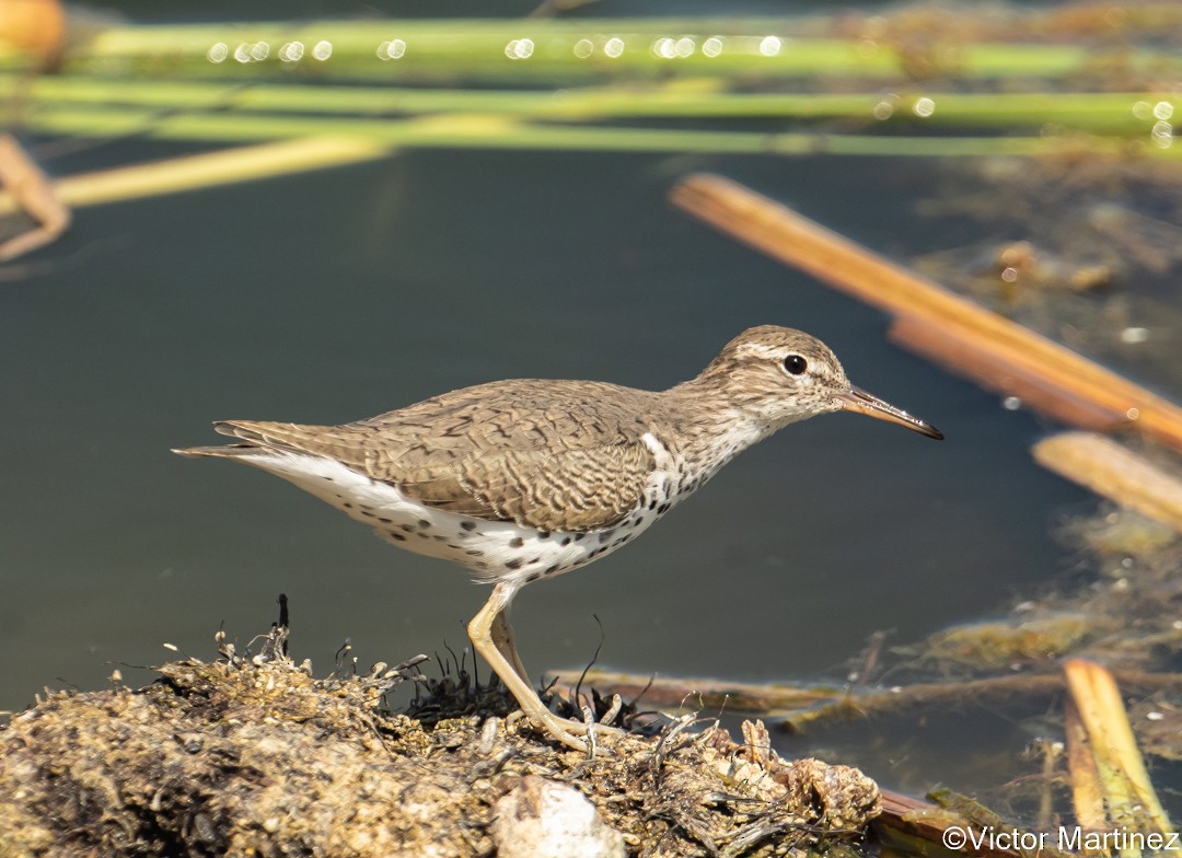 Spotted Sandpiper - ML617310128