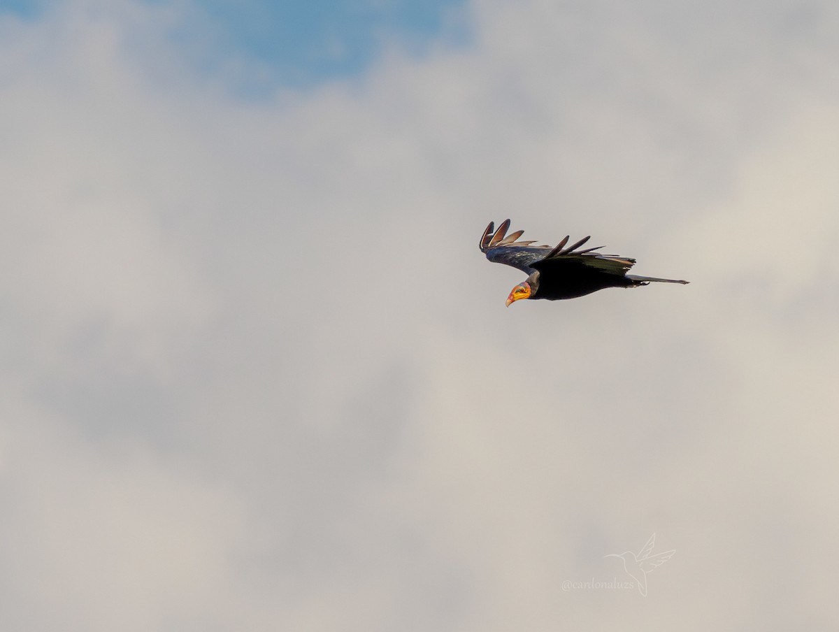 Greater Yellow-headed Vulture - Luz S Cardona M