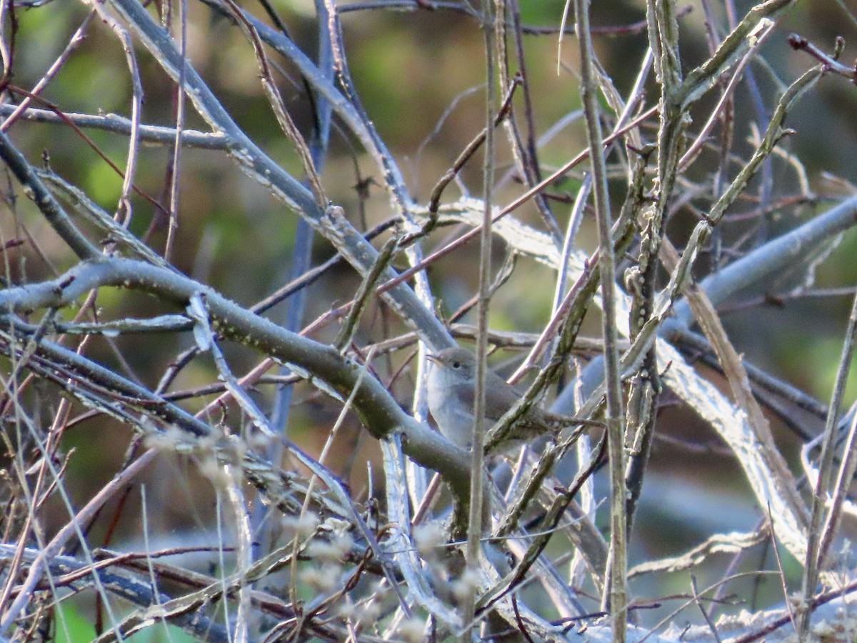 Northern House Wren - ML617310160