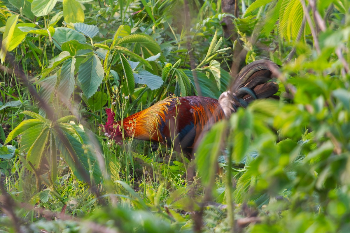 Red Junglefowl - ML617310161