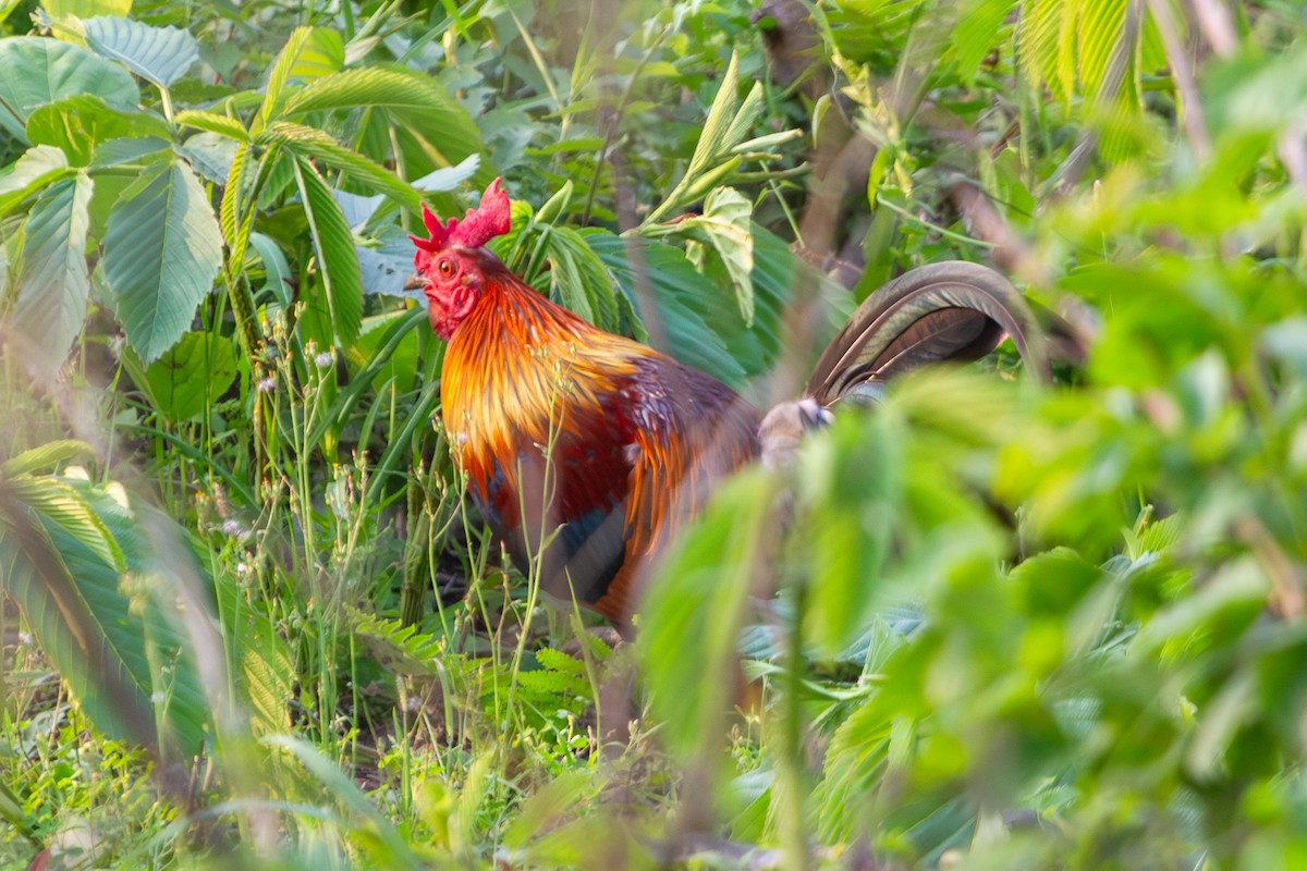 Red Junglefowl - ML617310163