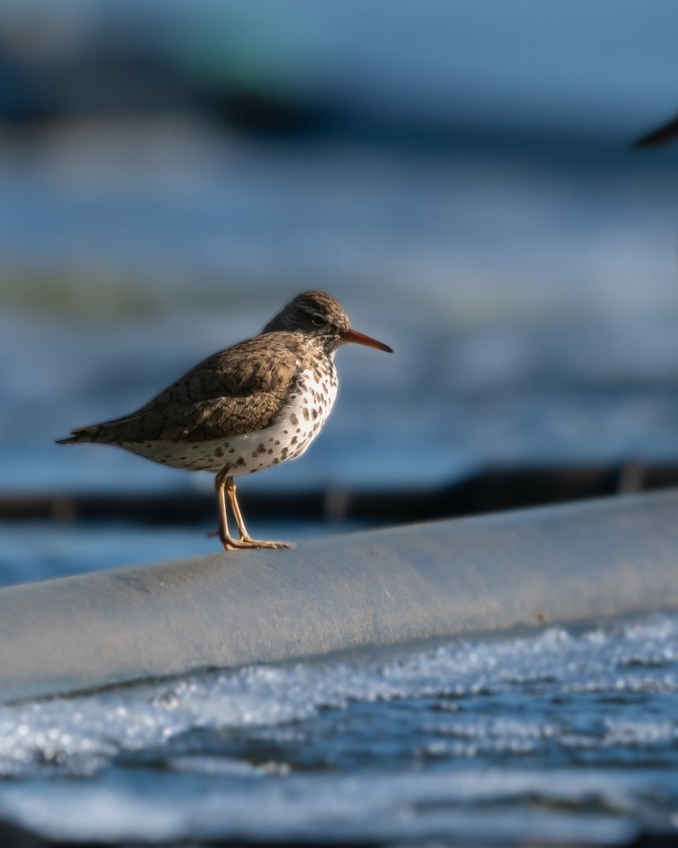 Spotted Sandpiper - Hunter Griffey