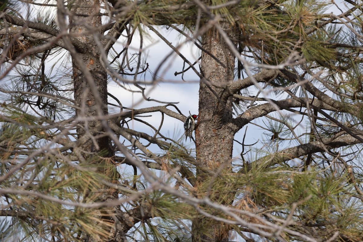 Yellow-bellied Sapsucker - ML617310168