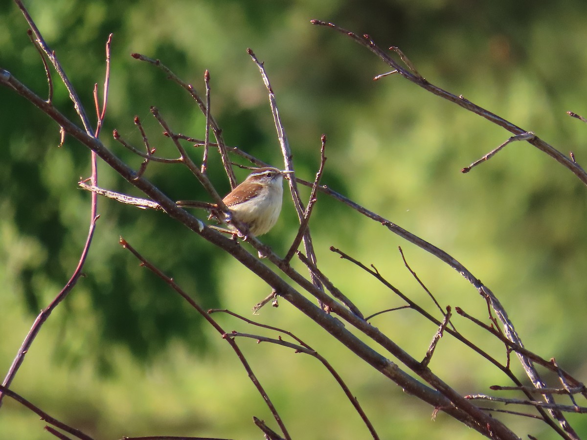 Carolina Wren - ML617310170