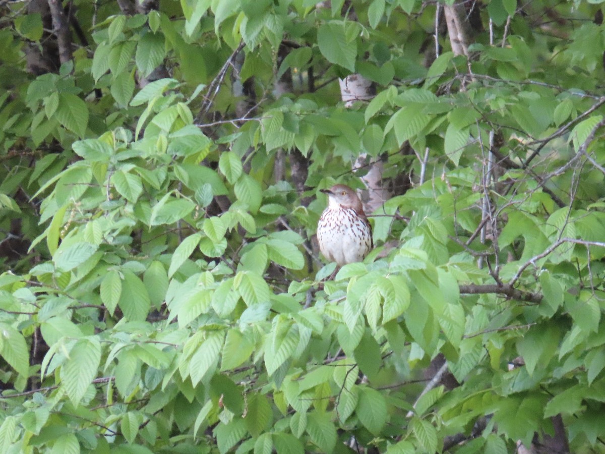 Brown Thrasher - ML617310181