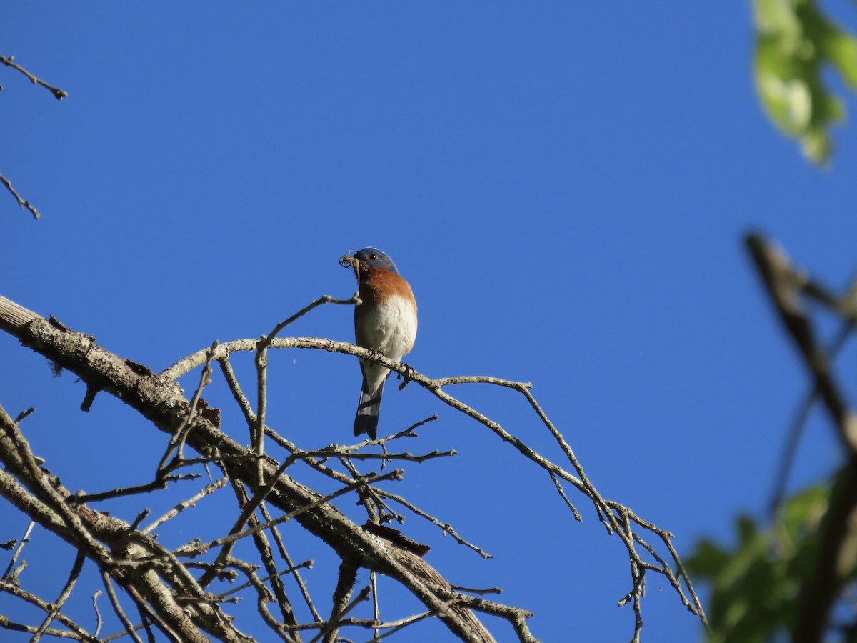 Eastern Bluebird - ML617310187