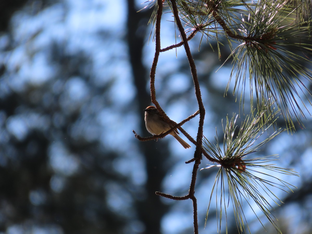 Chipping Sparrow - ML617310192