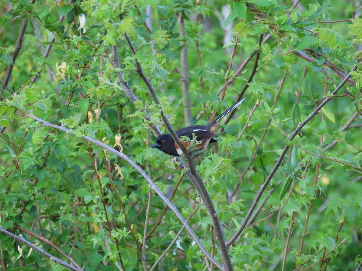 Eastern Towhee - ML617310204