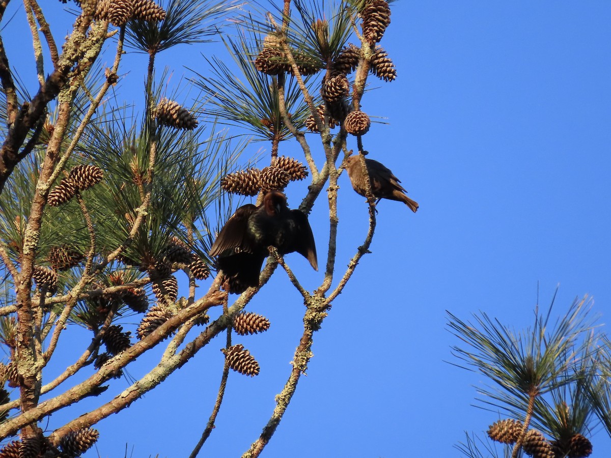 Brown-headed Cowbird - ML617310211