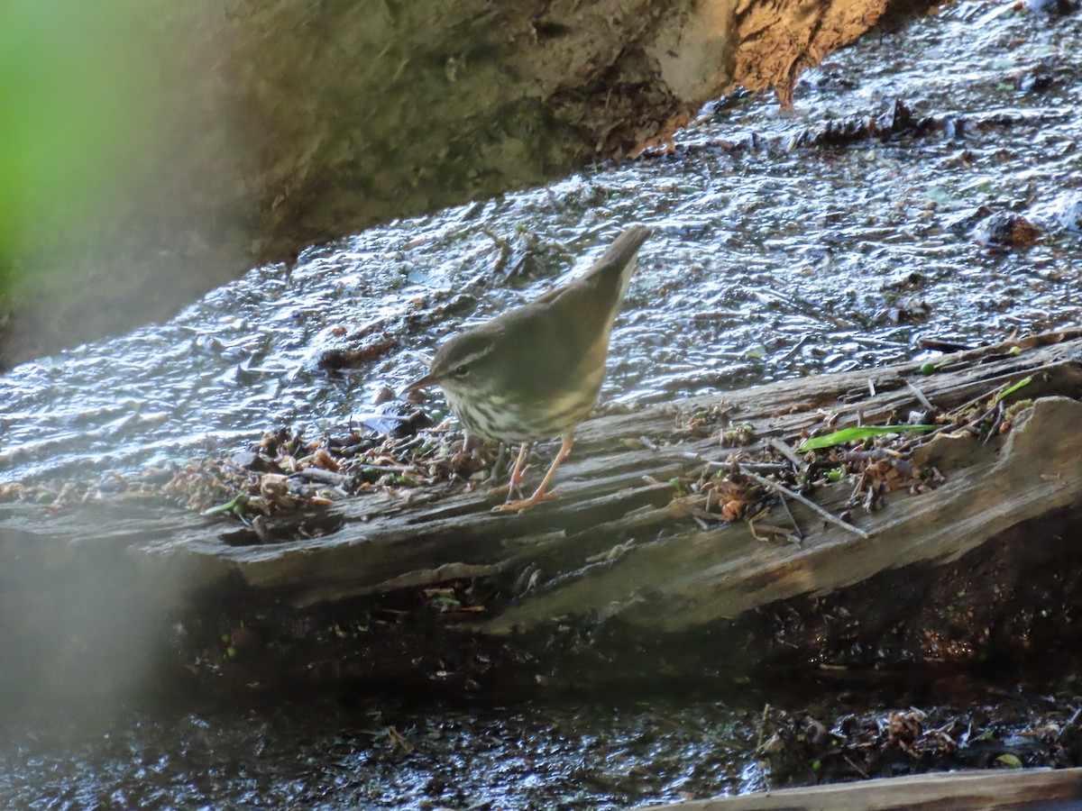 Louisiana Waterthrush - ML617310218