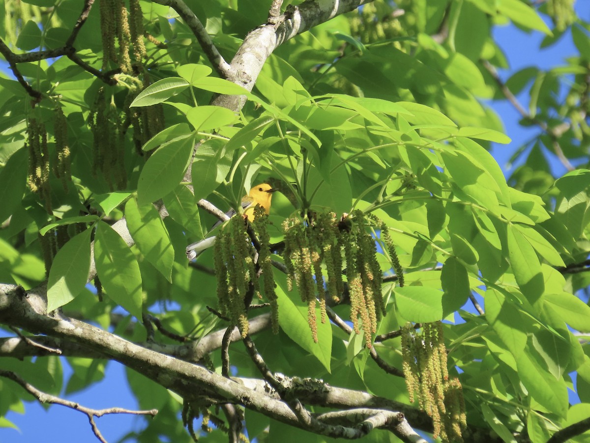 Prothonotary Warbler - ML617310226