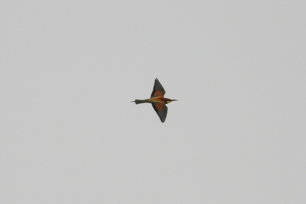 European Bee-eater - ML617310229