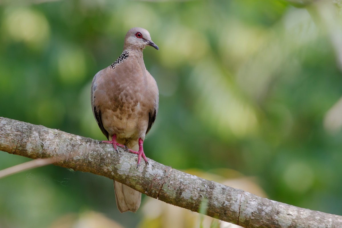 カノコバト（suratensis／ceylonensis） - ML617310243