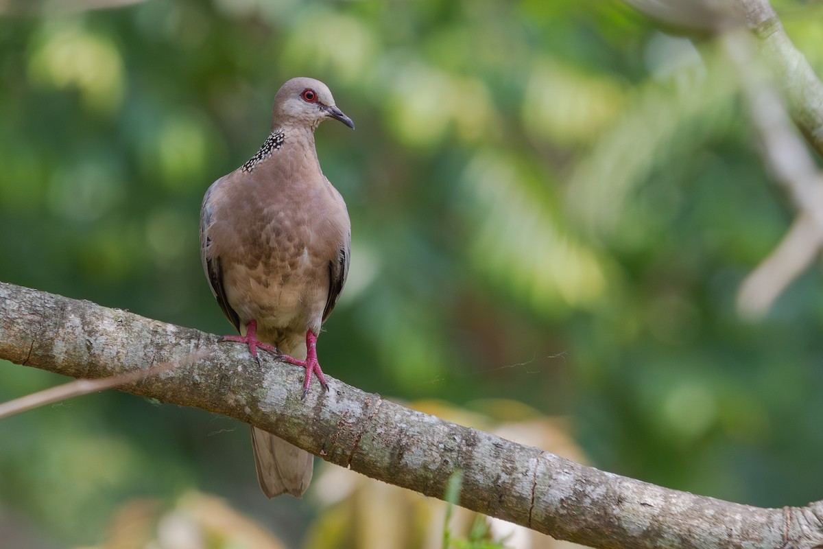 カノコバト（suratensis／ceylonensis） - ML617310245