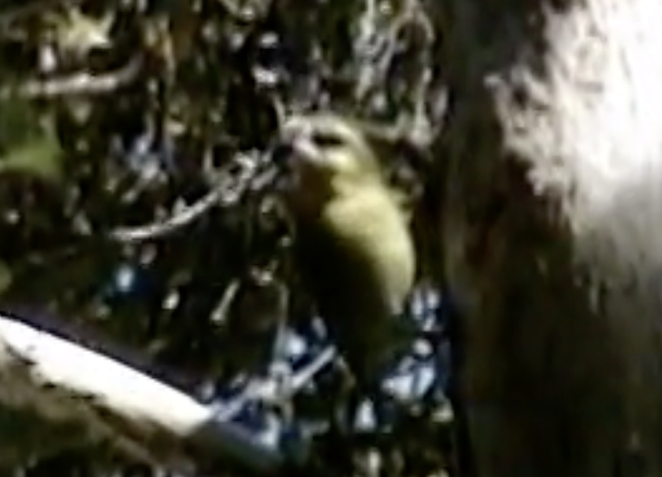 Maui Parrotbill - ML617310251