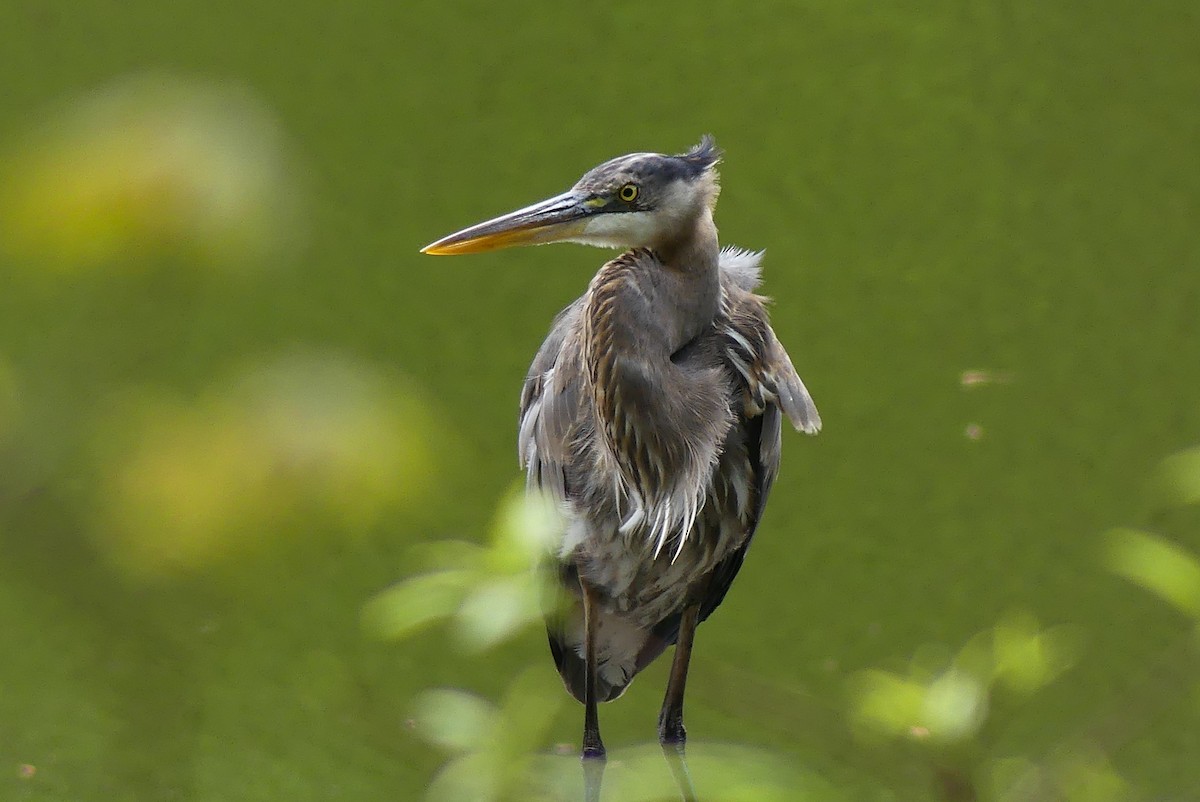 Great Blue Heron - ML617310258