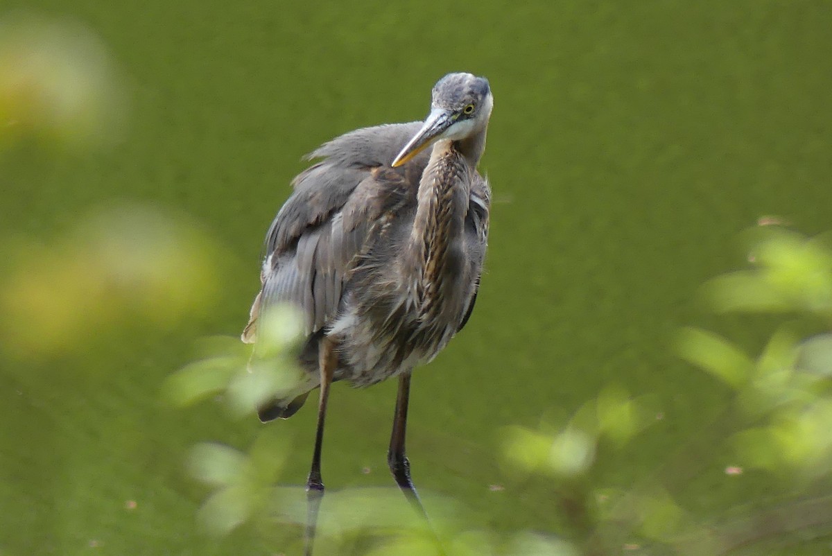 Great Blue Heron - ML617310259