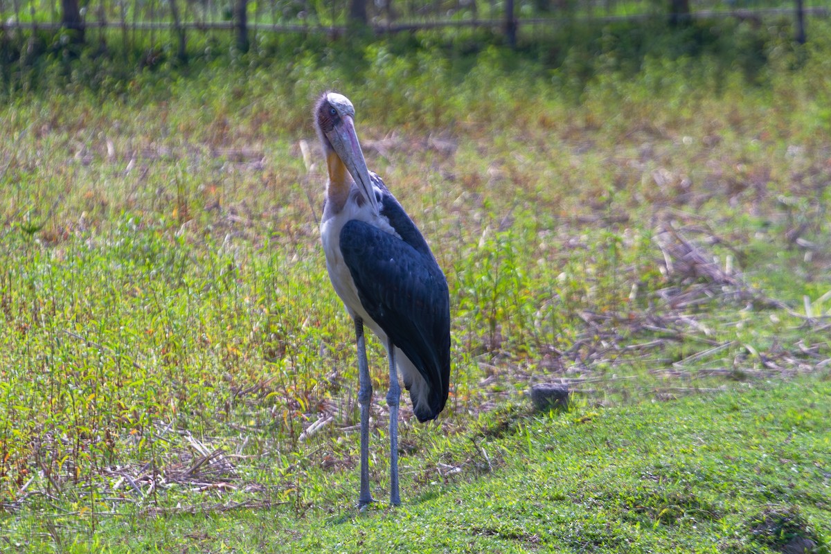 Lesser Adjutant - ML617310323