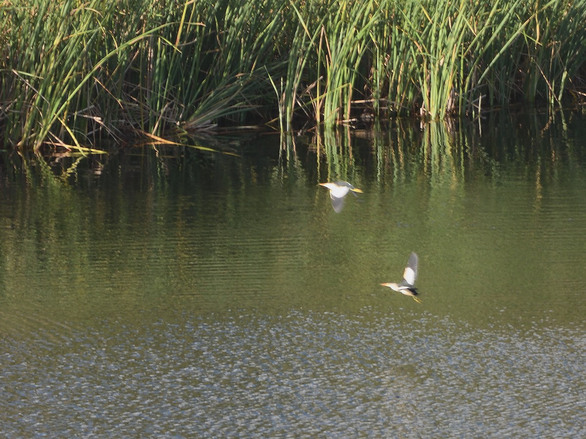 Little Bittern - ML617310327