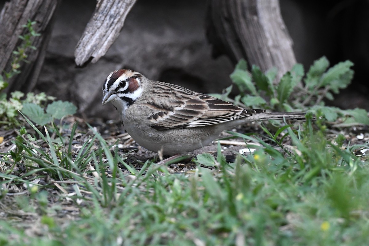 Lark Sparrow - ML617310339