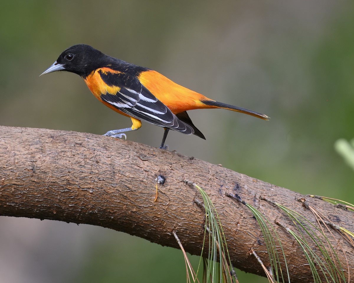 Baltimore Oriole - ML617310371