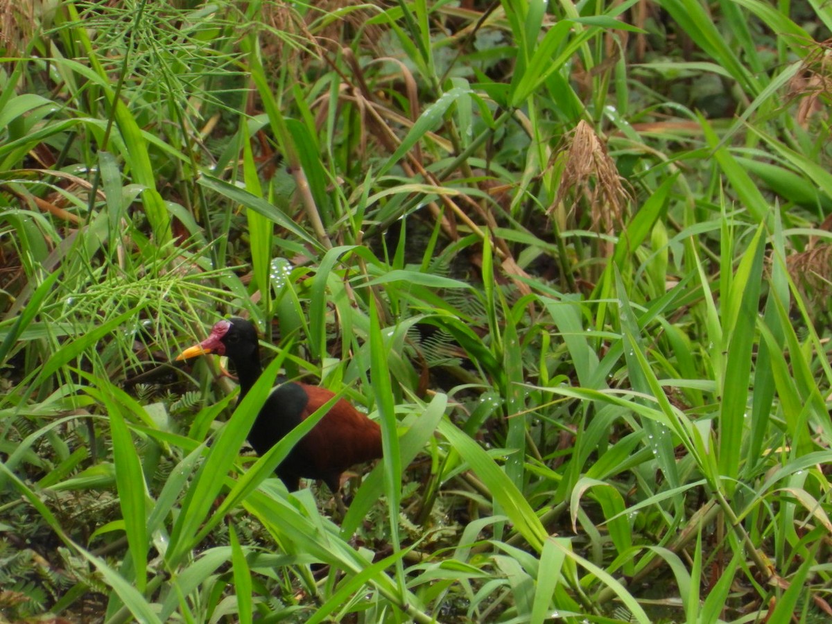 Wattled Jacana - ML617310380