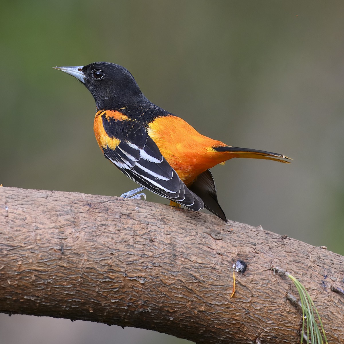 Baltimore Oriole - ML617310381