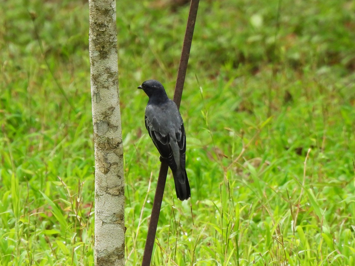 Black-headed Cuckooshrike - ML617310388