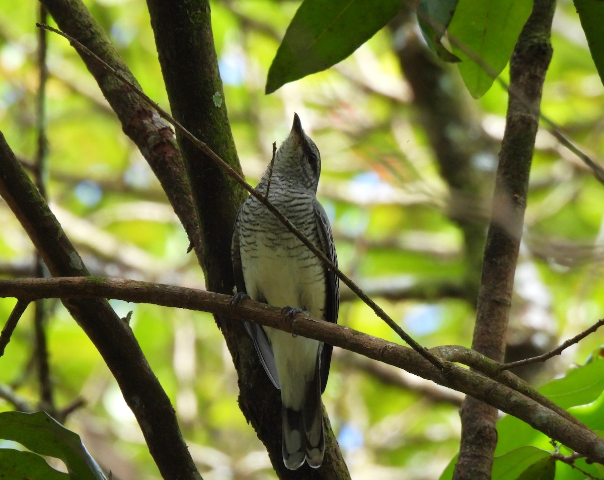 Black-headed Cuckooshrike - ML617310389