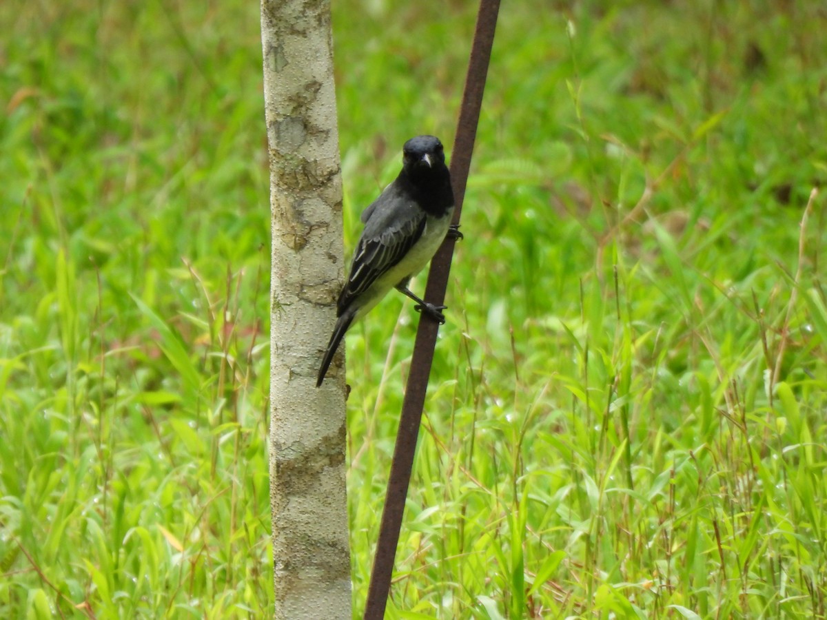 Black-headed Cuckooshrike - ML617310390