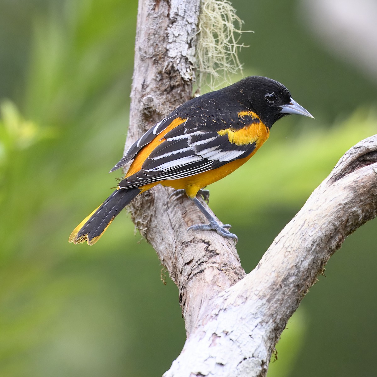 Baltimore Oriole - ML617310409