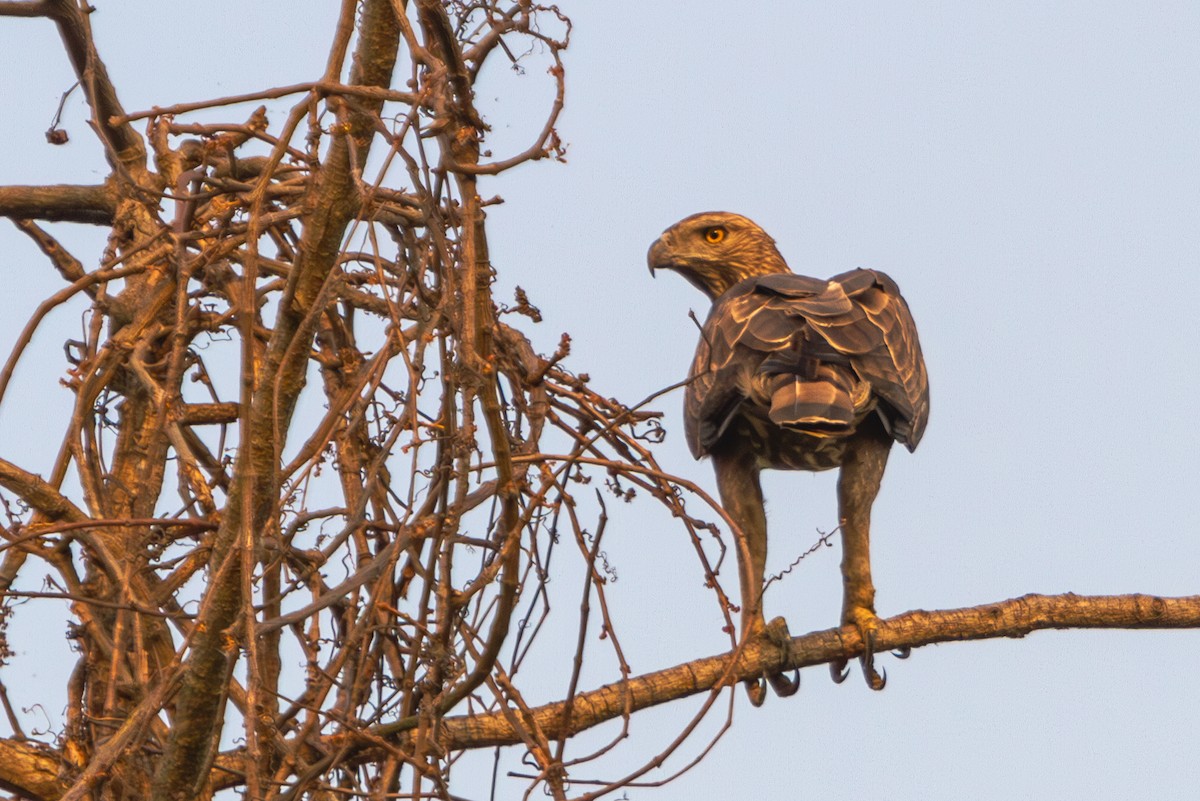 Aigle huppé - ML617310429