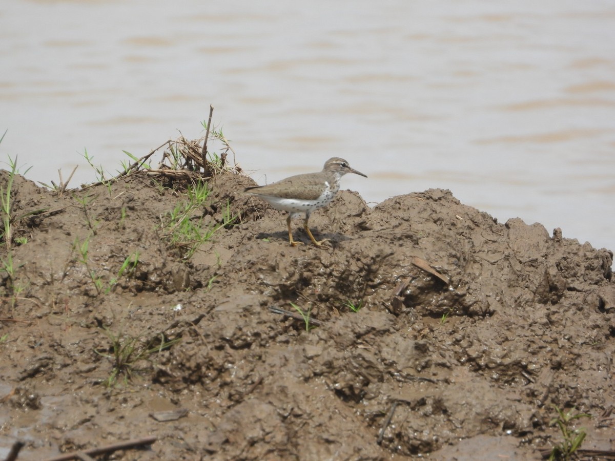 Spotted Sandpiper - ML617310469