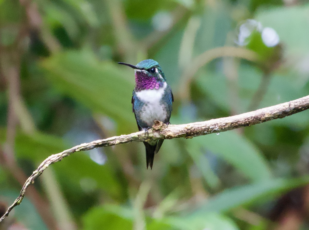 White-bellied Woodstar - ML617310472