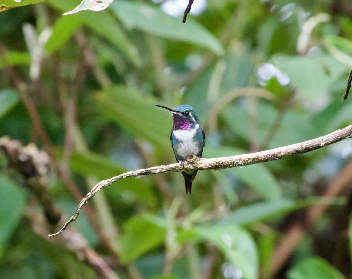 White-bellied Woodstar - ML617310475