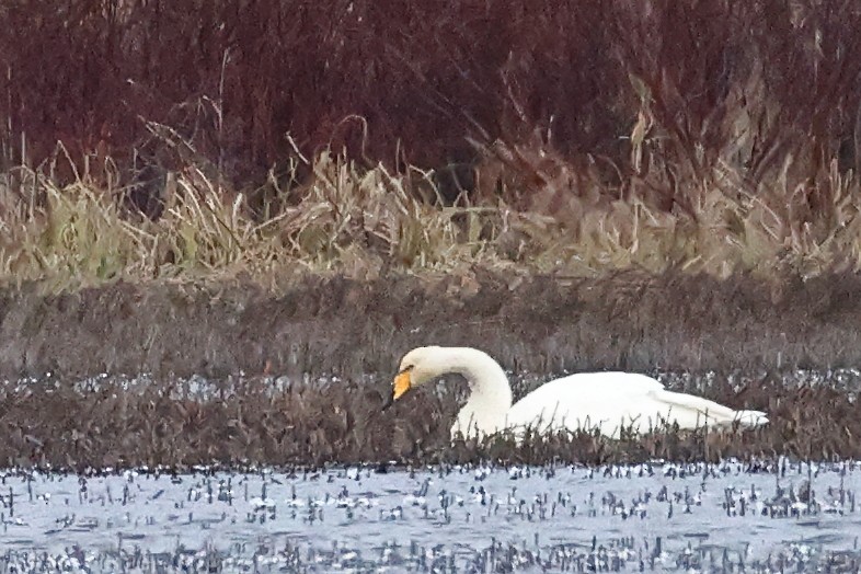 Whooper Swan - ML617310480