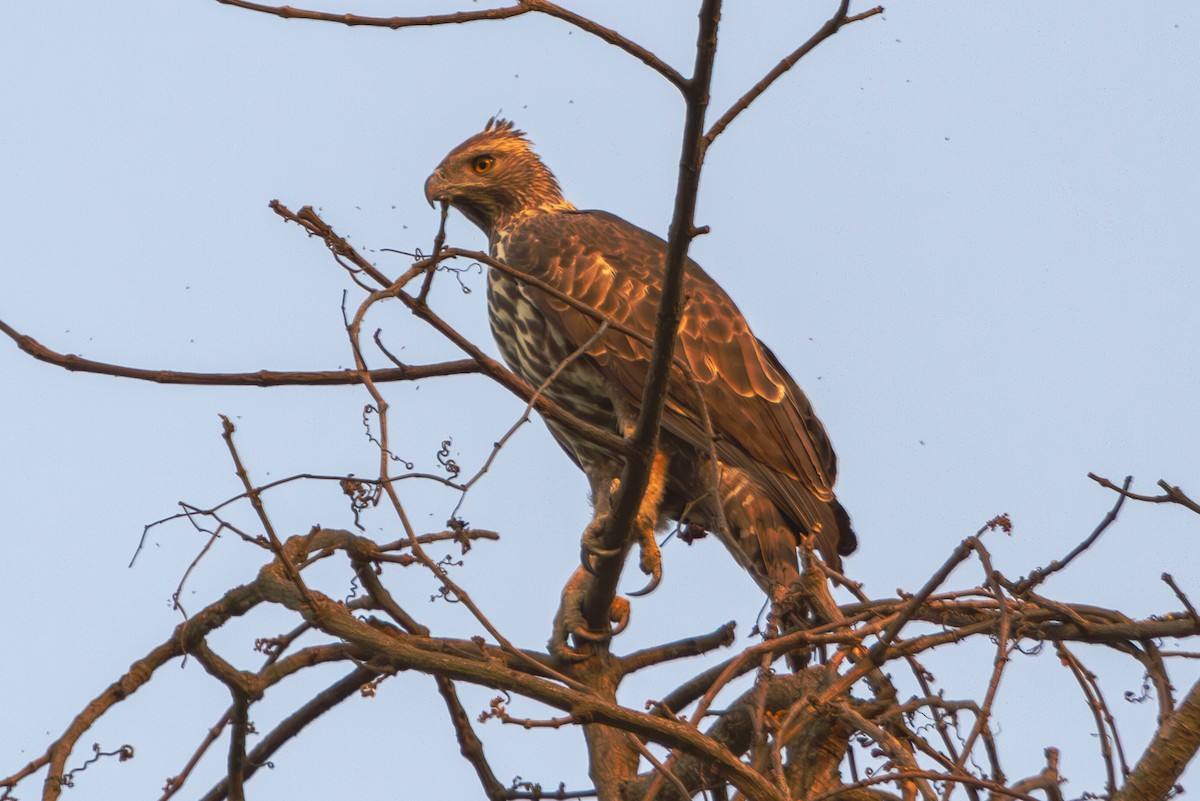 Águila Variable - ML617310526