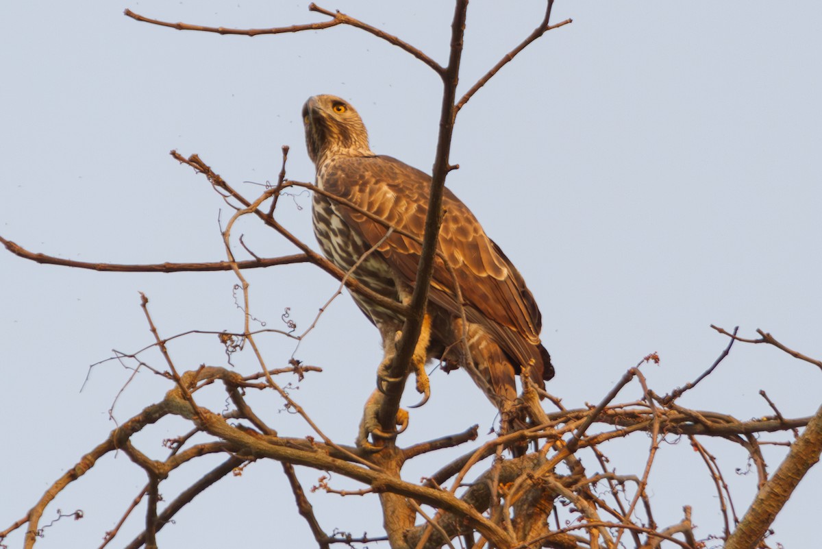 Aigle huppé - ML617310527