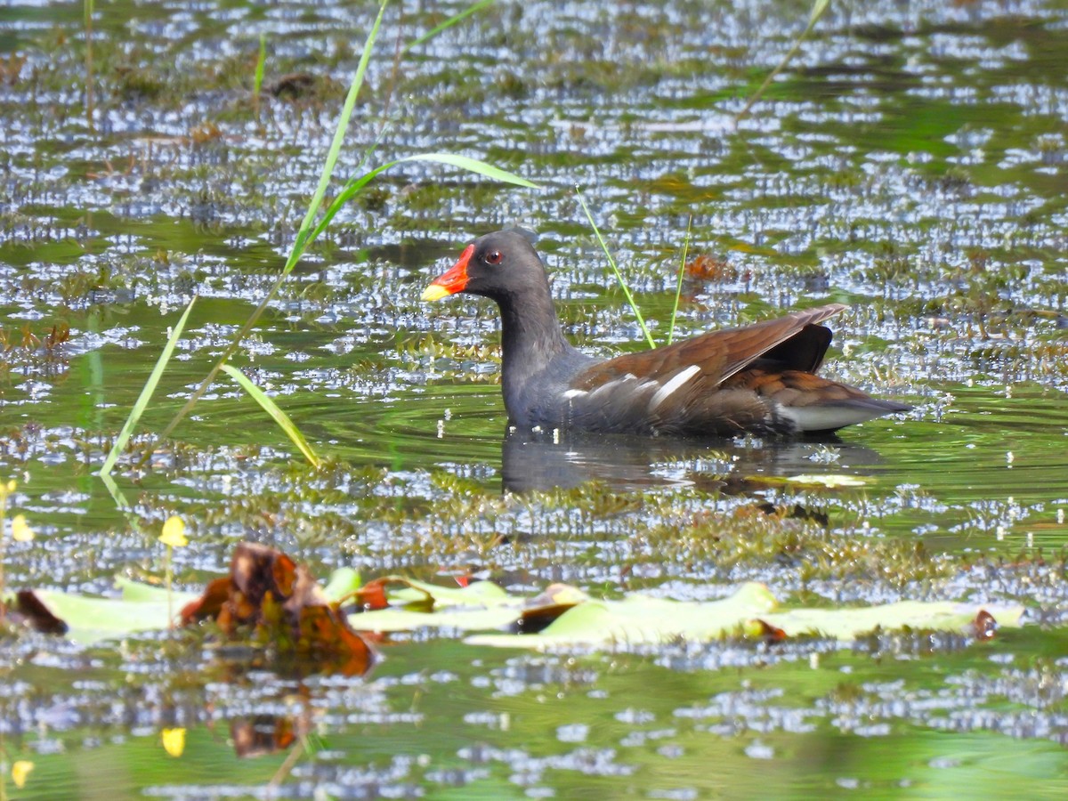 Eurasian Moorhen - ML617310560