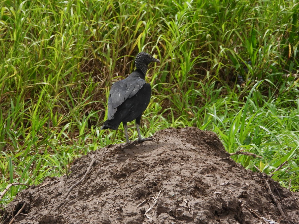 Black Vulture - ML617310575