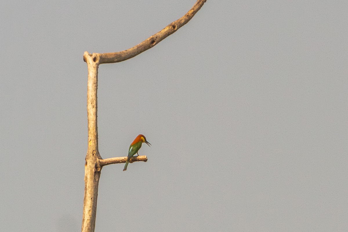 Chestnut-headed Bee-eater - Mark Maddock